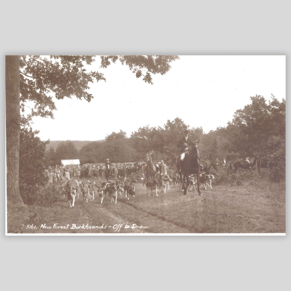 New Forest Buckhounds – “Off to Draw” (RPPC) | Sunshine Series | Real Photo Postcard Front