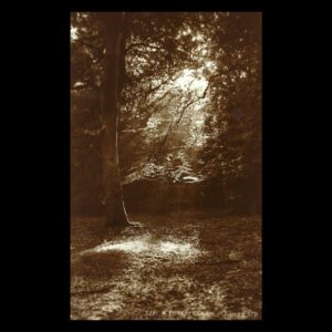 Forest Gleam, New Forest, Hampshire (c.1920s–30s) | Judges Real Photo Postcard