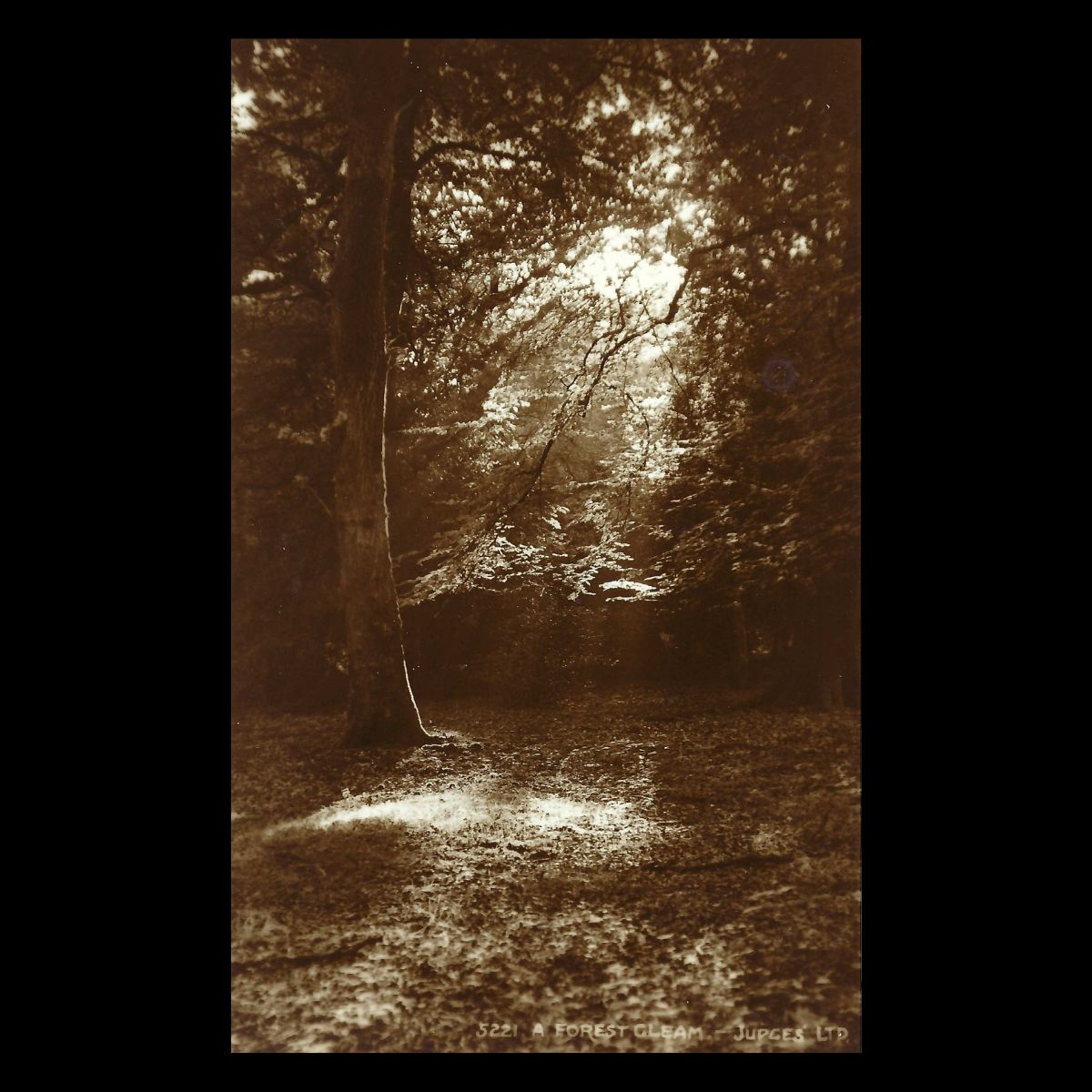 Forest Gleam, New Forest, Hampshire (c.1920s–30s) | Judges Real Photo Postcard