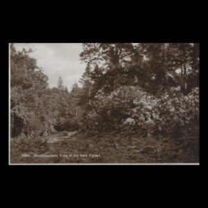 Rhododendron Time in the New Forest (c.1920s–1930s) | Real Photo Postcard