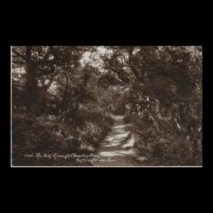 The Path through Chewton Glen, Highcliffe-on-Sea (c.1920s–1930s) | Real Photo Postcard
