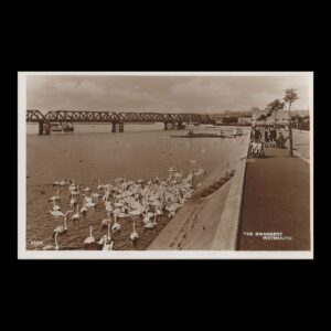 The Swannery Weymouth Real Photo Postcard