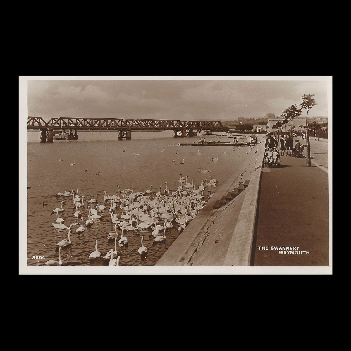 The Swannery Weymouth Real Photo Postcard