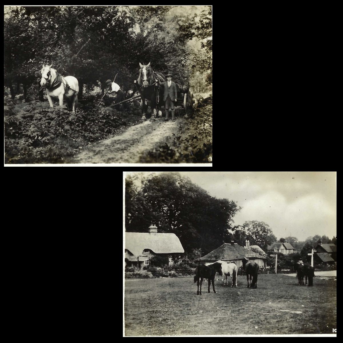 New Forest Snapshots Photo Album Log Rolling Beachern Wood and Susan Green New Forest