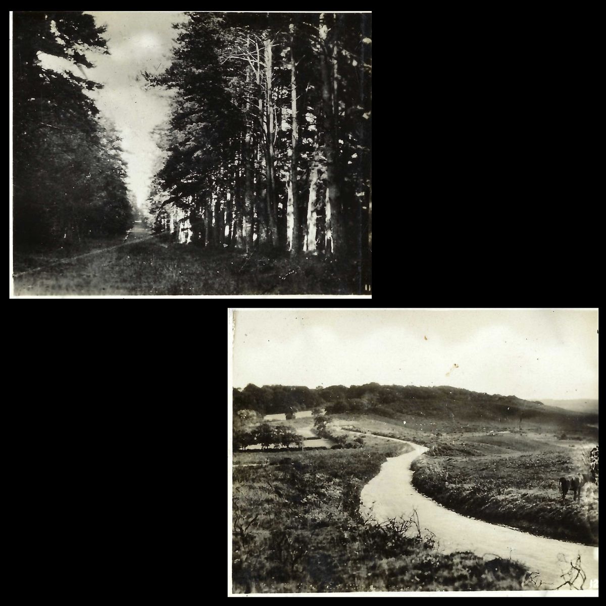 New Forest Snapshots Photo Album Pine Avenue Rushpole Wood and New Forest from Picket Post