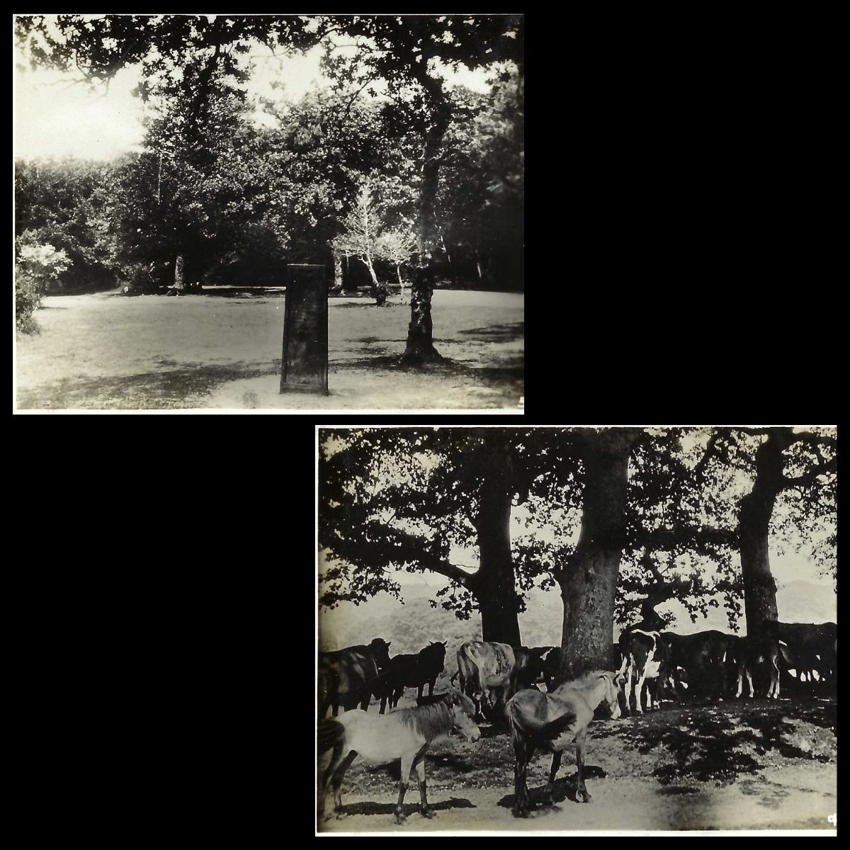 New Forest Snapshots Photo Album Rufus Stone and New Forest Ponies