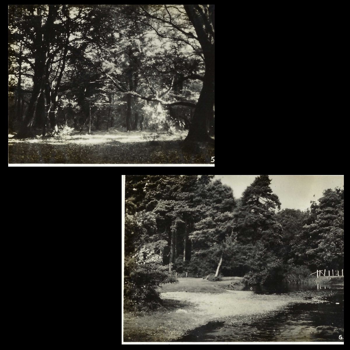 New Forest Snapshots Photo Album Tantany Wood and The Lymington River