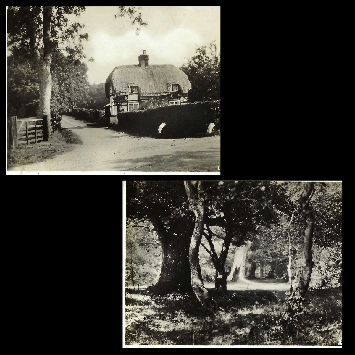 New Forest Snapshots Photo Album Wayside Cottage and Queens Bowen Brockenhurst